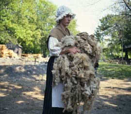 Sheep